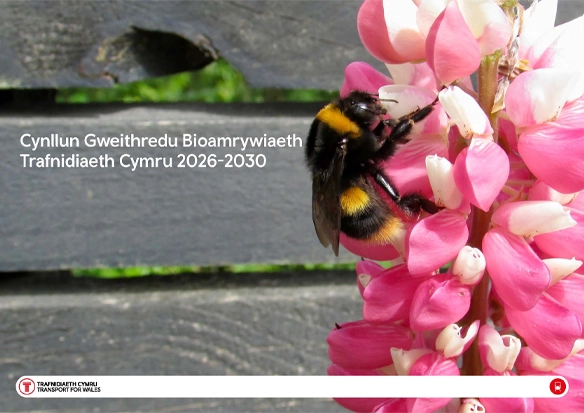 Cynllun Gweithredu Bioamrywiaeth Trafnidiaeth Cymru 2026-2030
