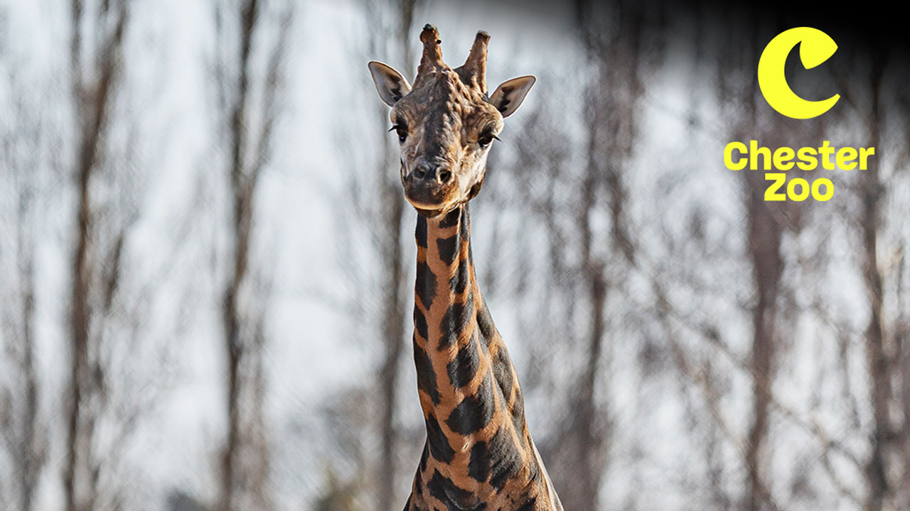 Chester Zoe Giraffe